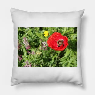 Common poppy (Papaver rhoeas), Algarve, Portugal Pillow