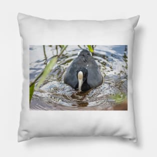 Hawaiian coot in Honolulu 2 Pillow