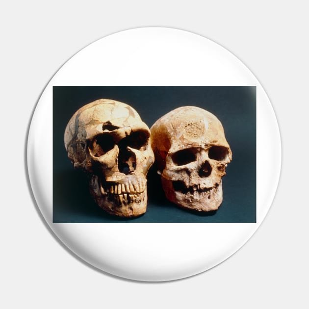 Neanderthal and Cro-Magnon 1 skulls (E438/0005) Pin by SciencePhoto