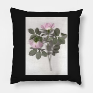 Rosa Canina Pillow