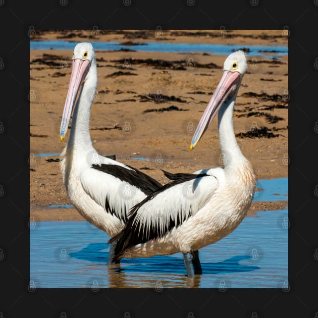 Australian Pelicans by Upbeat Traveler