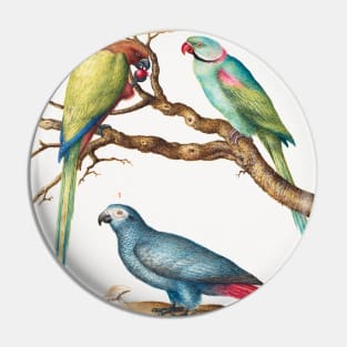 African Gray Parrot, Indian Ring-Necked Parrot, and a Third Parrot (1575–1580) Pin