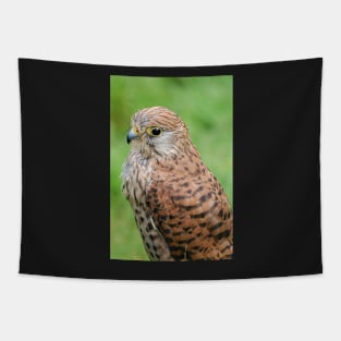 kestrel Tapestry