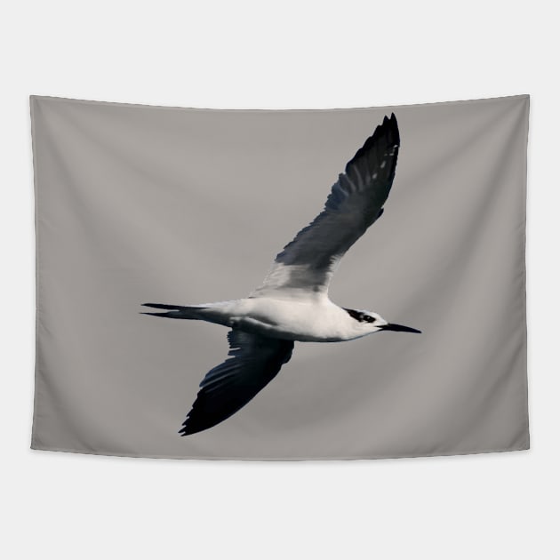 Sandwich Tern Seagull Bird In Flight Cut Out Tapestry by taiche