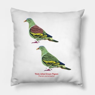 Thick-billed Green Pigeon | Treron curvirostra ⚥ Pillow