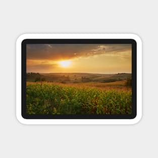 Corn field at sunset Magnet