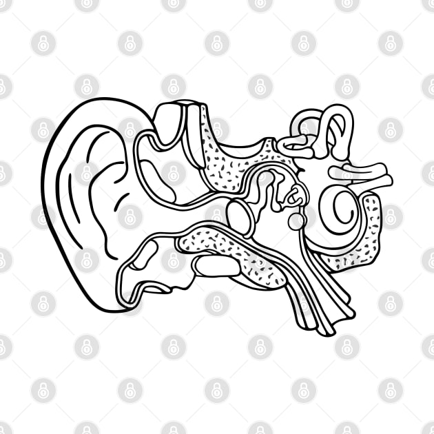 Line Drawing of Inner Ear Anatomy Illustration by taylorcustom