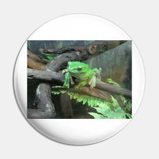 Green frog, photography. Pin