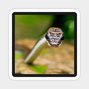 Unique and organic photography of a curious tree snake Chrysopelea pelias Magnet