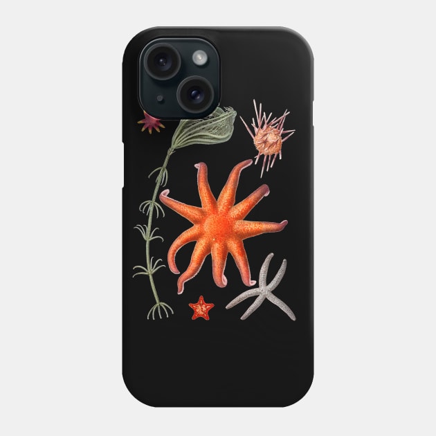 Starfish varieties Phone Case by NightvisionDesign