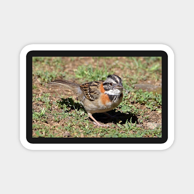 Rufous-collared Sparrow Magnet by Carole-Anne