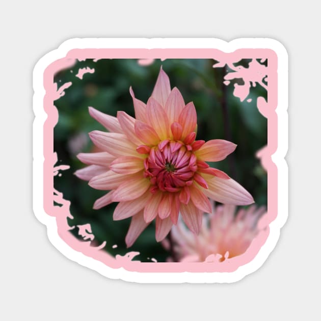 Pink Dahlia Magnet by Nicole Gath Photography