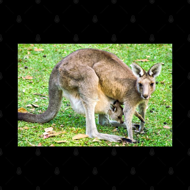 Eastern Grey Kangaroo with Joey by Upbeat Traveler