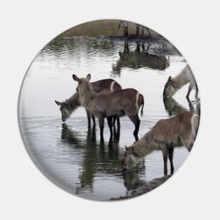 My African Safari - Waterbuck by the water Pin