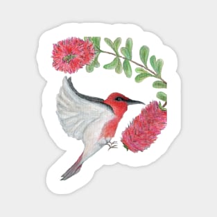 Scarlet Honeyeater Magnet