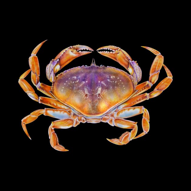 Dungeness crab by Tim Jeffs Art