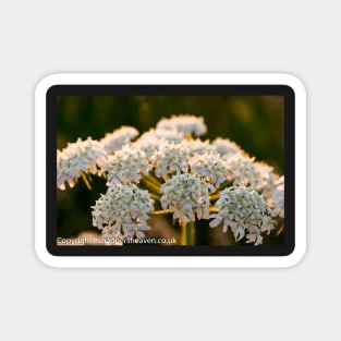 Cowslip in the Meadowflower collection Magnet