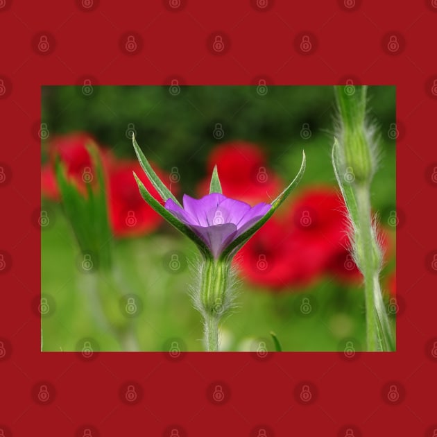 Corncockle in the Poppies by AH64D