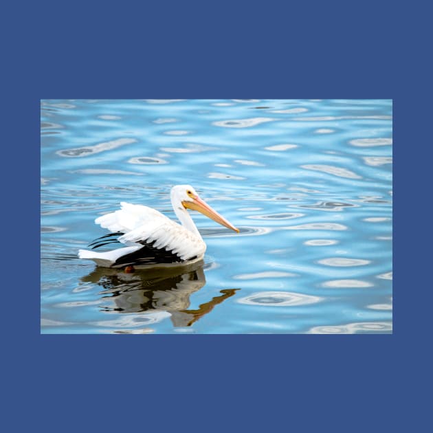 American White Pelican on Blue Water by Debra Martz by Debra Martz