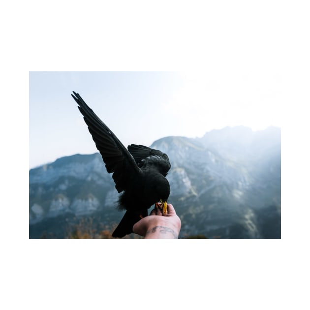 Flying Mountain Bird - Wildlife Photography by regnumsaturni