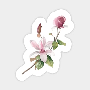 Blush magnolia flowers Magnet