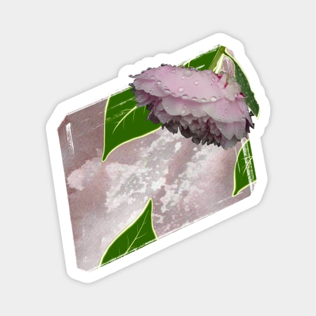 Spring Musings - Peony Bloom Magnet by Musings Home Decor