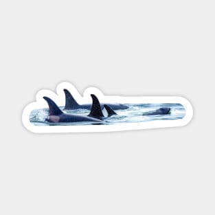 Orca family Magnet