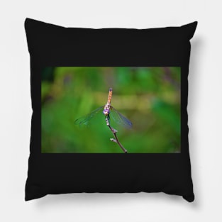 Dragonfly on a Stick 6 Pillow