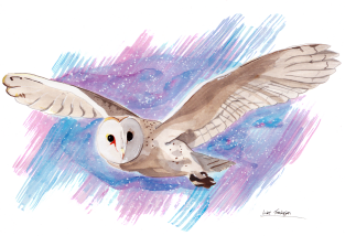 Barn Owl Magnet