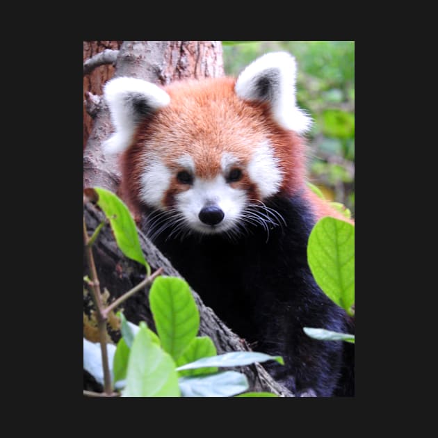 Red Panda by kirstybush