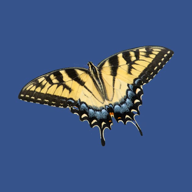 swallowtail by FlyingLilly