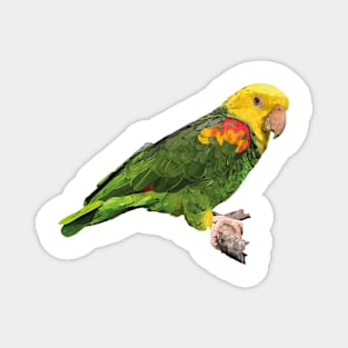 yellow-headed parrot Magnet