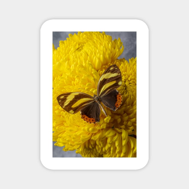 Wonderful Fanciful Yellow Brown Butterfly Magnet by photogarry