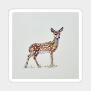 Fawn drawing Magnet