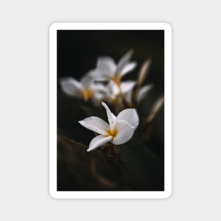 plumeria in white Magnet