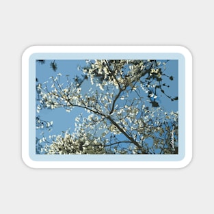 White Dogwood Magnet