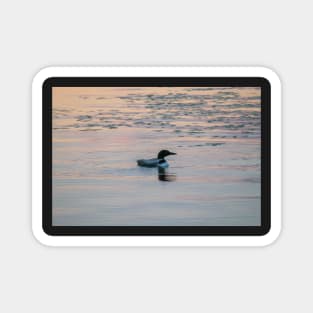 Loon Sunset 3 Magnet