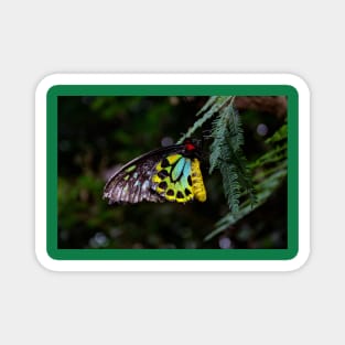 Cairns Birdwing Butterfly Magnet