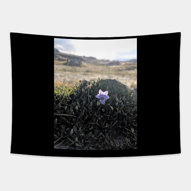 Lone pink flower growing on mountain Tapestry by topsnthings