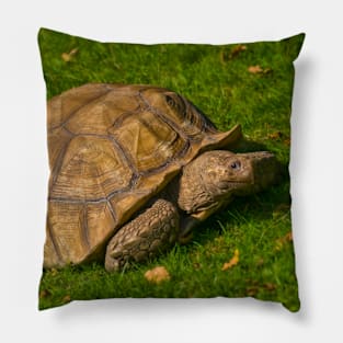 Tortoise Pillow