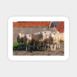 Sheep on the dike, Elsfleth Magnet