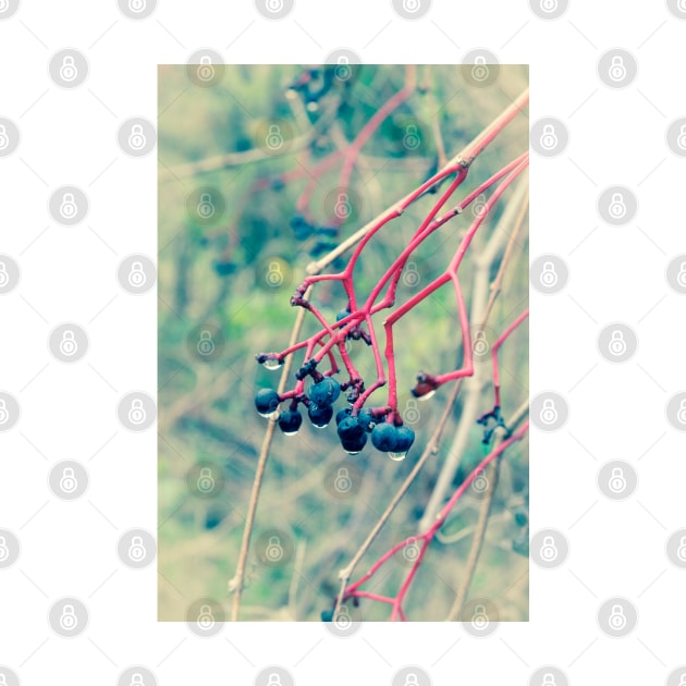 Dogwood Berries 2 by Robert Alsop