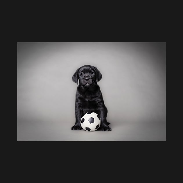 Labrador retriever puppy with ball by PetsArt