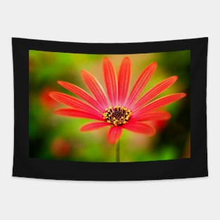 Red Osteospermum Tapestry