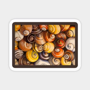 Cuban tree snails Magnet