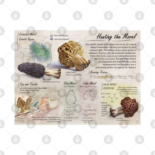 Morel Informational Poster by emadamsinc