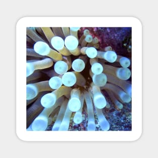 Sea Anemone Magnet