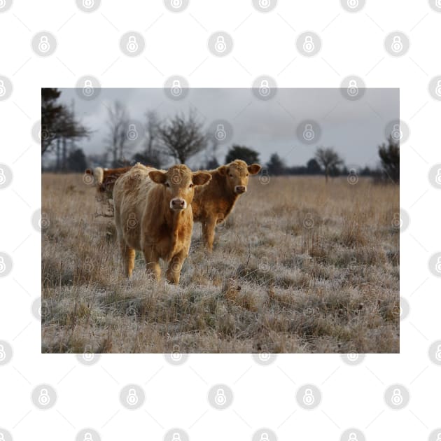 Cows in a farm field by Jim Cumming
