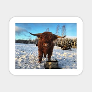 Scottish Highland Cattle Bull 1912 Magnet