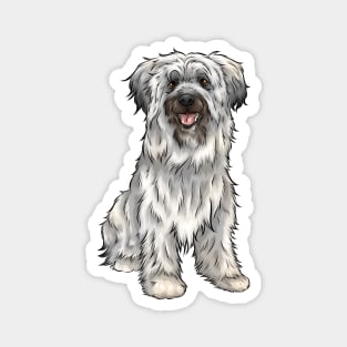 Cute Pyrenean Shepherd Dog | Sheepdog Magnet